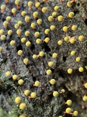 Physarum oblatum