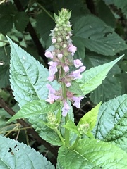 Stachys latidens
