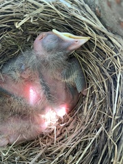 Turdus migratorius