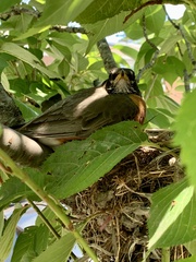 Turdus migratorius