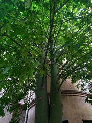 Brachychiton acerifolius