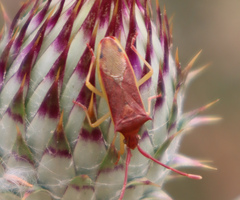 Plinachtus imitator