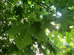 Brachychiton acerifolius