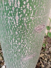 Brachychiton acerifolius