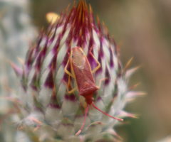 Plinachtus imitator