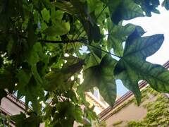 Brachychiton acerifolius