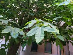 Brachychiton acerifolius