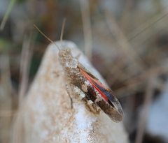 Oedipoda germanica meridionalis