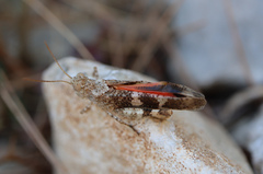 Oedipoda germanica meridionalis