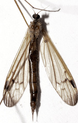 Euphylidorea