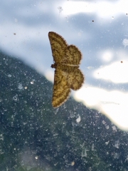 Heliomata glarearia