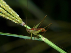 Conocephalus iris