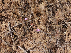 Leptosiphon bolanderi