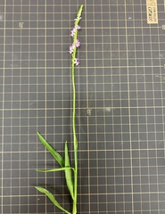 Spiranthes australis