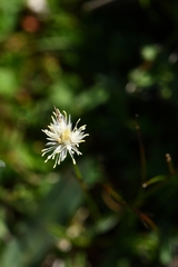 Juncus thomsonii
