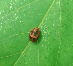 Harmonia axyridis