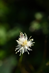 Juncus thomsonii