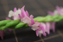 Spiranthes australis