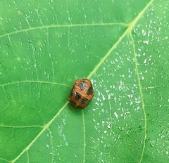 Harmonia axyridis