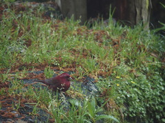 Carpodacus formosanus