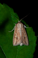 Mythimna pyrausta