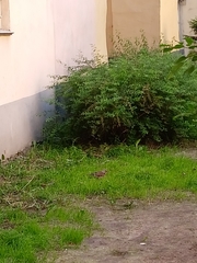 Turdus pilaris