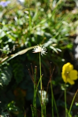 Juncus thomsonii