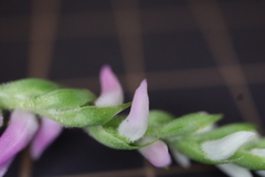 Spiranthes australis