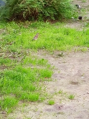Turdus pilaris