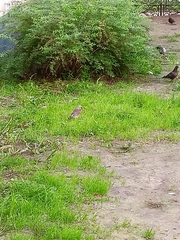 Turdus pilaris