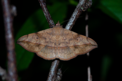 Anticarsia rubricans