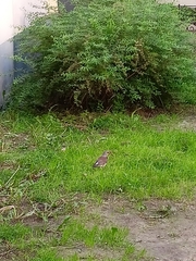 Turdus pilaris