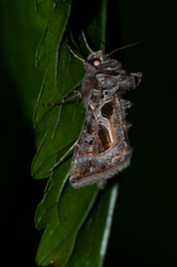 Thysanoplusia indicator