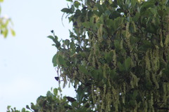 Polygonus leo arizonensis