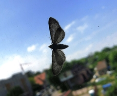 Eupithecia succenturiata