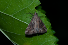 Hypena commixtalis