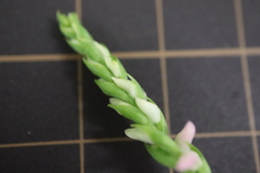 Spiranthes australis