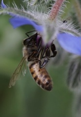 Apis mellifera