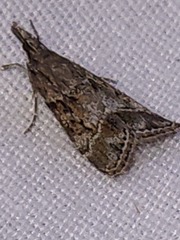 Eudonia mercurella