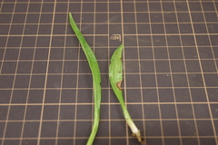 Spiranthes australis