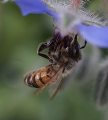 Apis mellifera