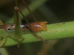 Conocephalus iris