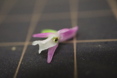 Spiranthes australis