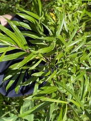 Salix schwerinii