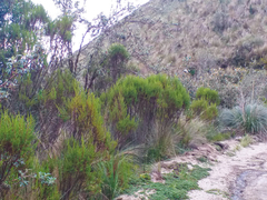 Hypericum laricifolium