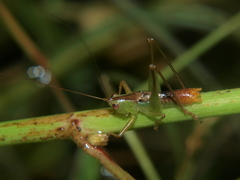 Conocephalus iris