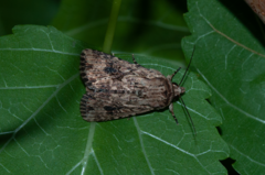 Mythimna madensis
