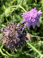 Microbotryum scabiosae
