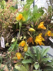 Lycaste