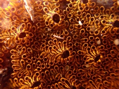 Black Synascidia photo 3